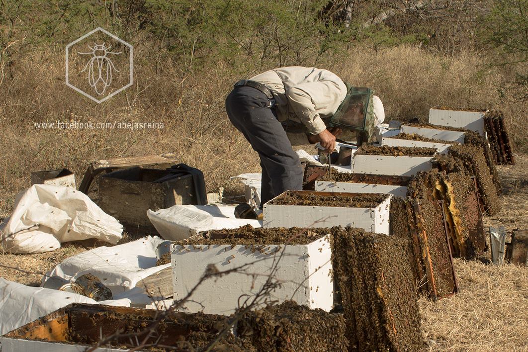 Curso de cría de abejas reinas presencial en criadero Línea Azteca