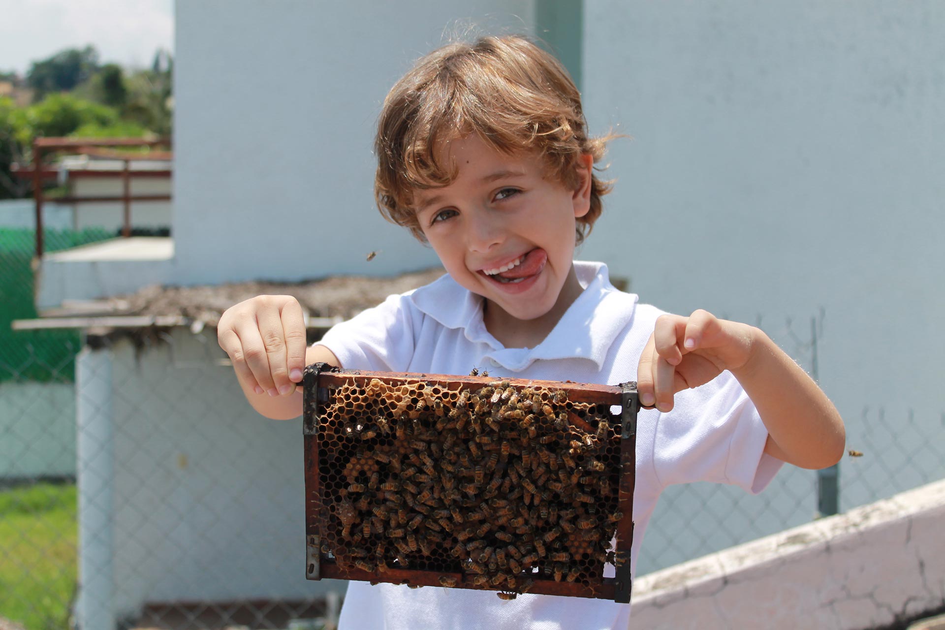 Programa de mejoramiento genético apícola - selección de colonias élite Línea Azteca