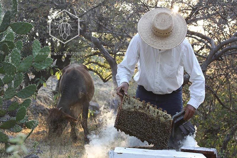 Selección de colonias élite para mejoramiento genético apícola