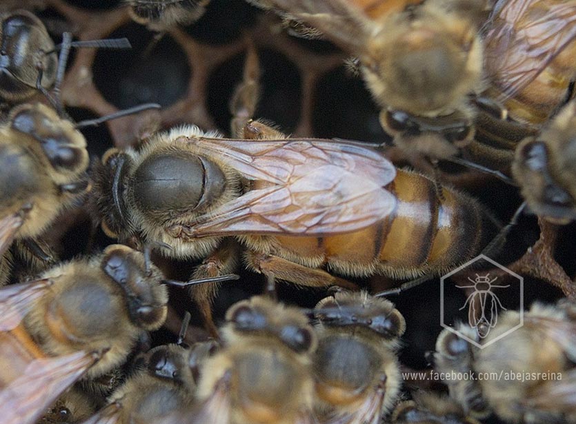 Abeja reina Línea Azteca sobre panal, criadero de abejas reinas europeas en México