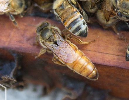 Abeja reina en colmena - identificación para apicultores principiantes