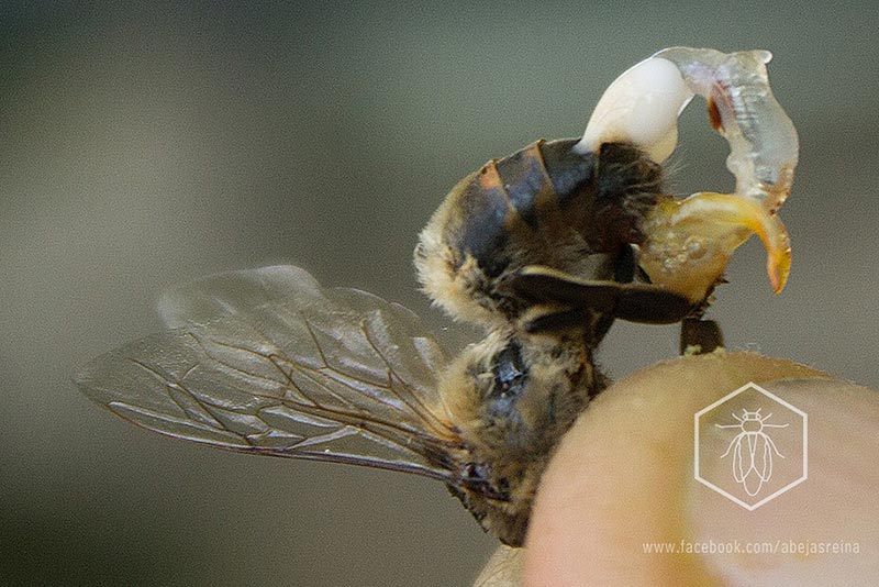 Obtención de semen de zángano para inseminación instrumental de abejas